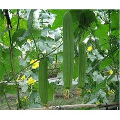 HẠT GIỐNG MƯỚP HƯƠNG