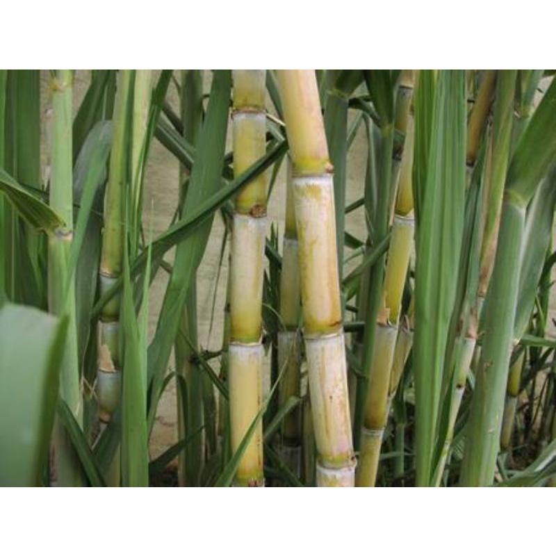 1kg mía đường
