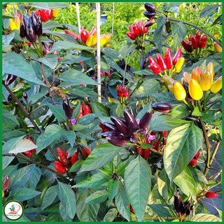 Hạt giống Ớt kiểng tím chùm (hạt tự thu) - 15 hạt