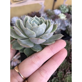 Sen đá ngọc bích size bầu