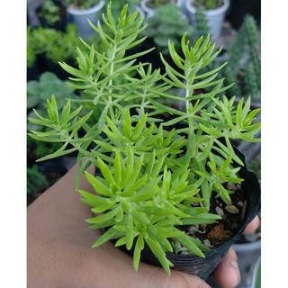 sen đá sedum xanh lá dài