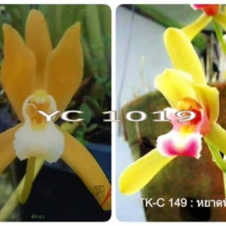 Lan kiếm mix màu