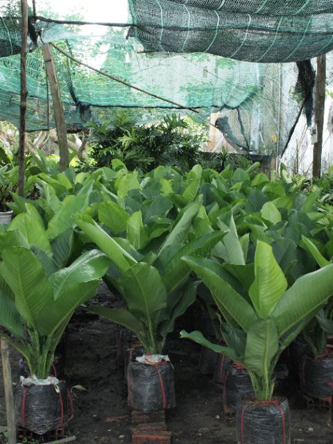 Cây Đại Phú Gia