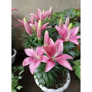 combo 5 củ giống hoa ly cao