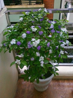 Cây nhài nhật 60cm sẵn hoa ( miễn ship )