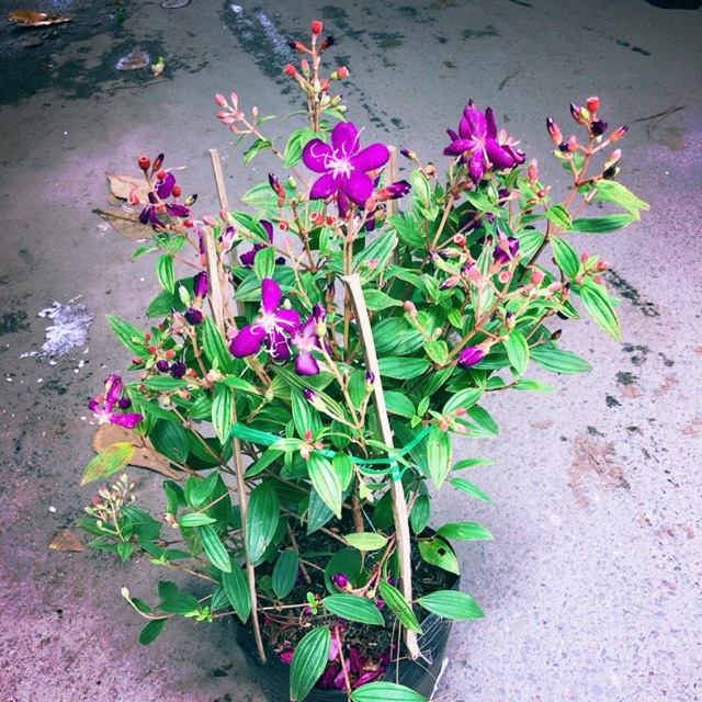 Bụi Hoa Sim Tím