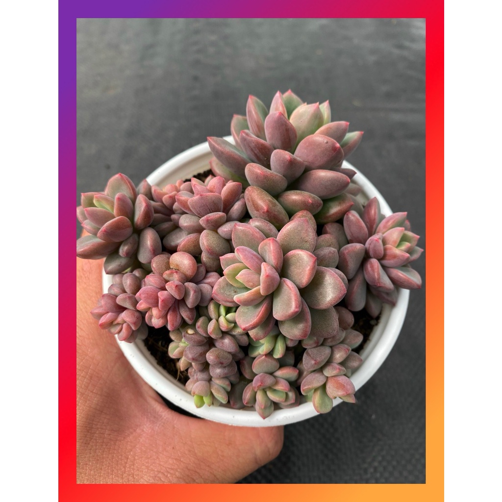 Sen đá aurora gem SONDA GARDEN size trung bình 10-12cm, cây cảnh trang trí nhà cửa, lỗi 1 đổi 1