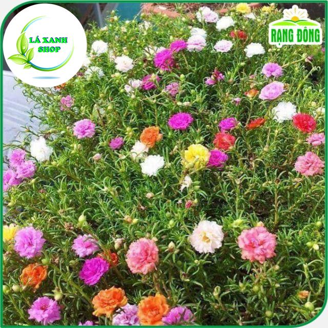 Hạt Giống Hoa Mười Giờ Cánh Kép Nhiều Màu, Dễ Trồng, Nở Hoa Liên Tục (gói 0,03 gram) - Hạt giống Rạng Đông
