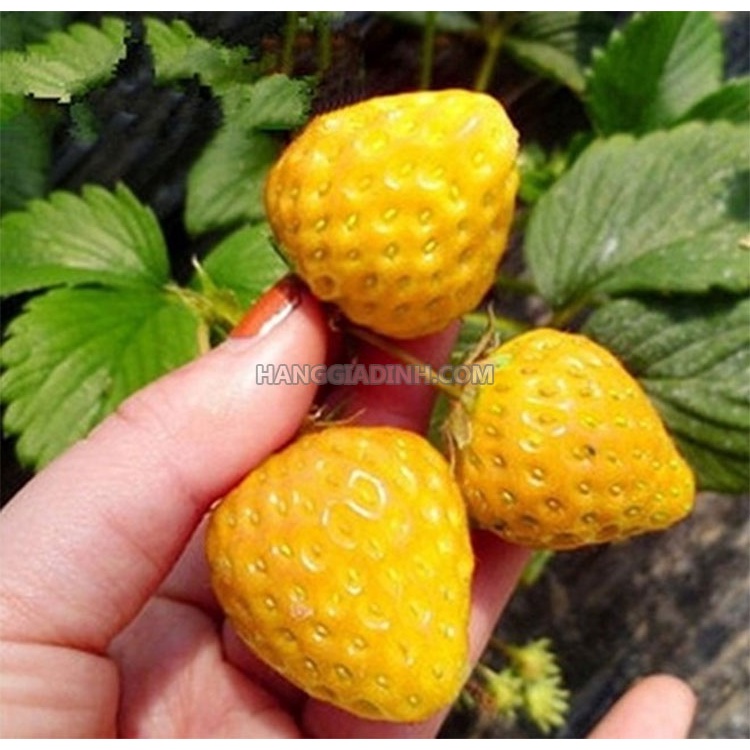 50 hạt giống dâu tây vàng chịu nhiệt trồng 4 mùa