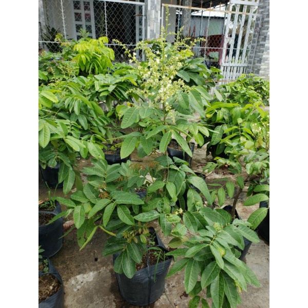 Nhãn long đang trái