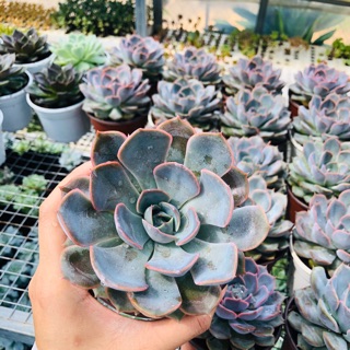 Sen đá liên đài HỒNG (chậu trung 10cm)