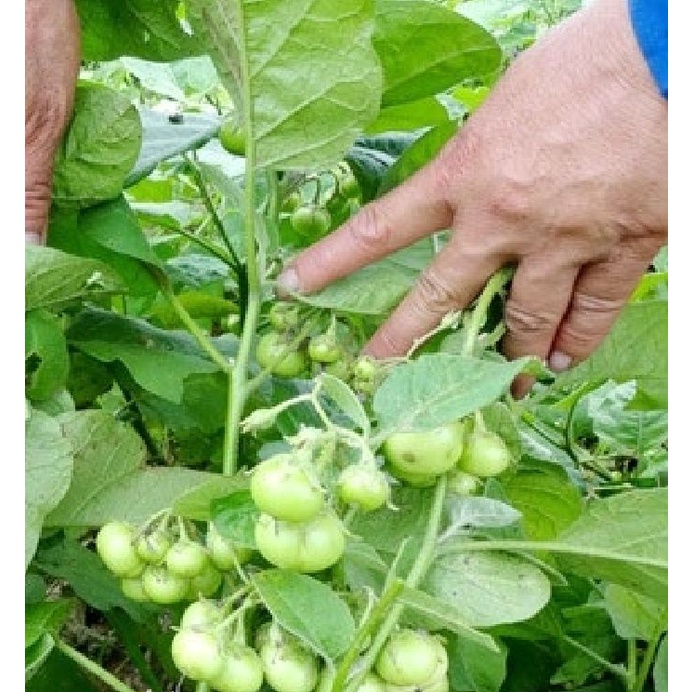 Hạt Giống Cà Ngọt F1  - Gói 2gram KNS2459