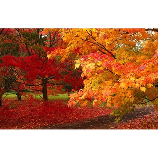 Hạt giống cây phong lá đỏ - tặng kèm 1 gói hạt giống ngẫu nhiên