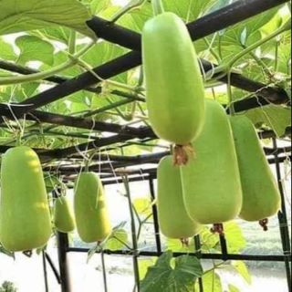 Hạt giống bầu baby 4 mùa