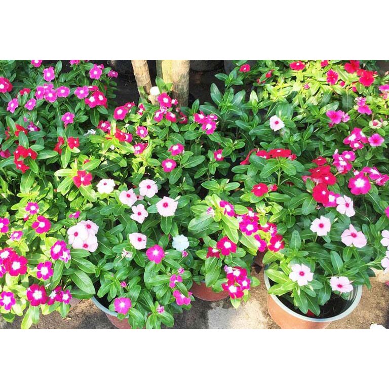50 hạt giống dừa cạn đứng nhiều màu