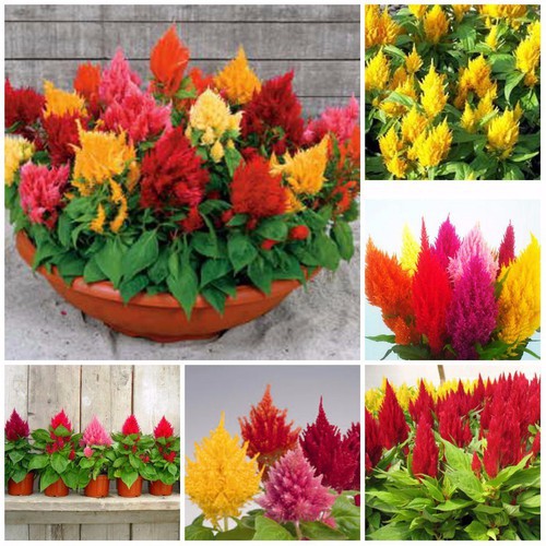 Hạt giống hoa mào gà lửa Mix gói nhiều hạt [SHOP UY TÍN]