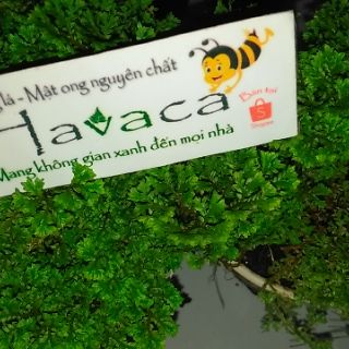 Cây dương xỉ cổ thụ