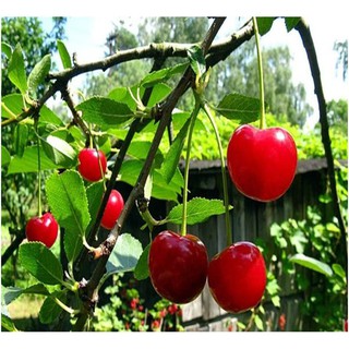 Hạt giống chery - Rau củ quả trồng tại vườn, sân thượng, nông trang, ban công