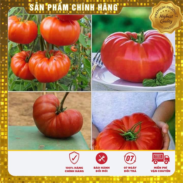 Hạt giống cà chua KHỔNG LỒ - 10 hạt