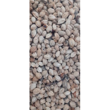 1kg hạt giống xoan ta