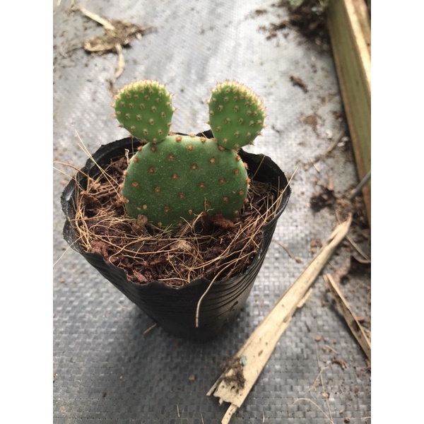 Xương rồng mickey bầu