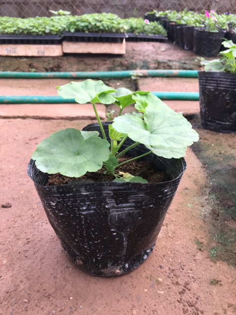 Cây Phong Lữ Đứng - Tiệm Cây Mầm Non