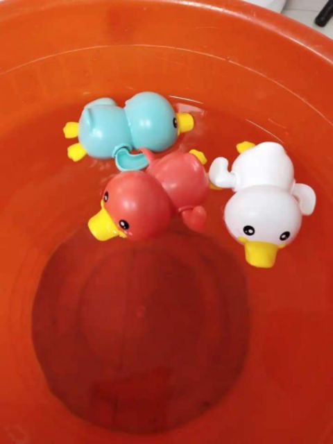 Vịt con vặn cót bơi