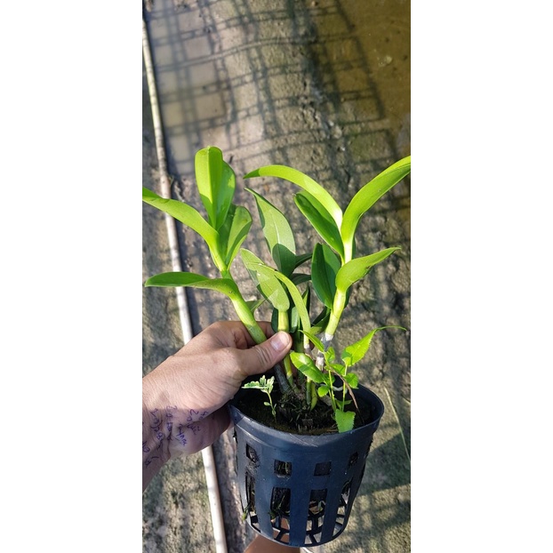 Hoa lan denro pensoda chậu f12 trưởng thành đứng đọt sắp hoa đệ nhất thơm
