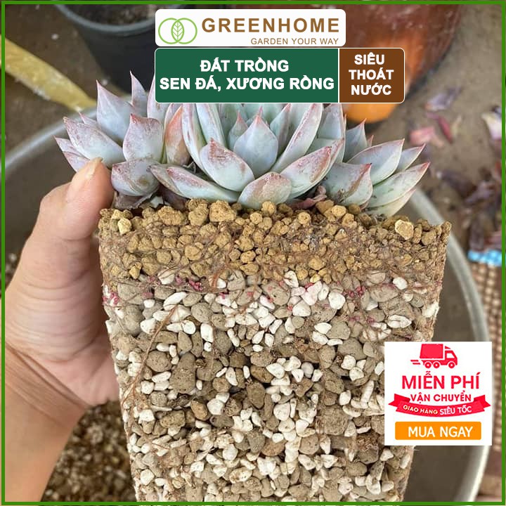 Đất trồng Sen đá Soil Mix, bao 1kg, đầy đủ dinh dưỡng, thoát nước tốt, Sen đá bền màu |Greenhome