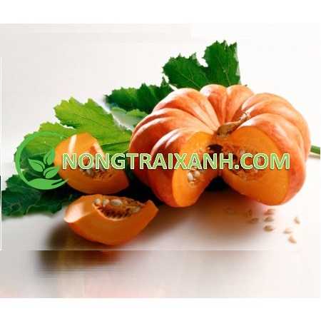20H - HẠT GIỐNG BÍ ĐỎ TRÒN LAI