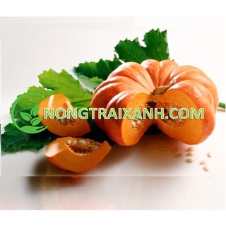 20h - hạt giống bí đỏ tròn lai