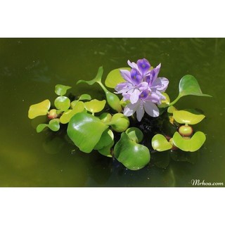 Lục bình - Bèo Tây - cây bèo thủy sinh giúp làm sạch bể cá