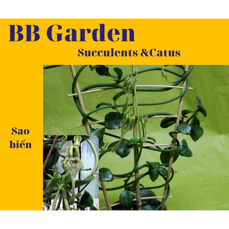 SAO BIỂN Ceropegia Denticulata