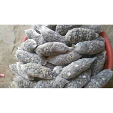 Phân Dê bón Lan, hoa hồng dài 20cm