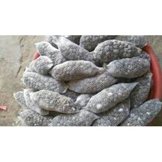 Phân Dê bón Lan, hoa hồng dài 20cm