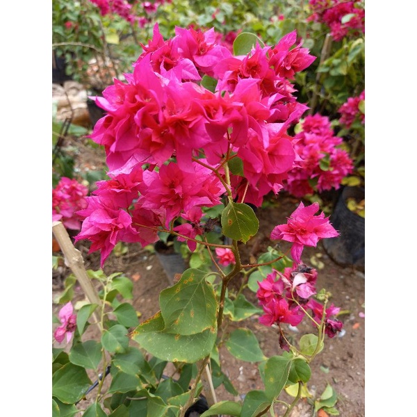 Cây hoa giấy hoa kép siêu hoa