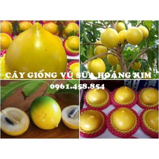 TẶNG 1 GÓI PHÂN BÓN_CÂY GIỐNG VÚ SỮA HOÀNG 40K