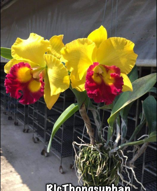 Combo 4 Mã lan Cattleya Nhập Thái Lan