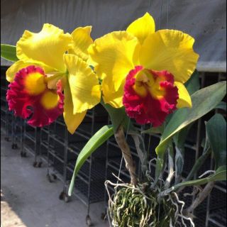 Combo 4 Mã lan Cattleya Nhập Thái Lan
