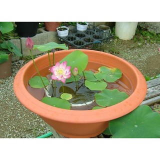Gói 5 hạt giống sen mini Nhật màu TRẮNG PHỚT HỒNG - senminitrangphothong