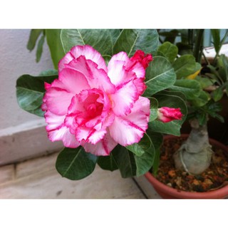 CÂY HOA SỨ THÁI CÁNH KÉP " KIỀU DIỄM "