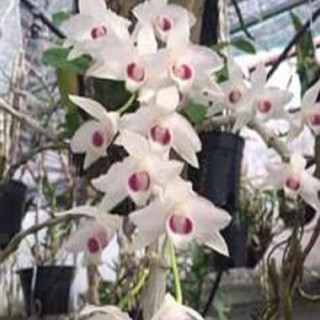 lan phi điệp trầm trắng mắt đỏ giá hợp lý