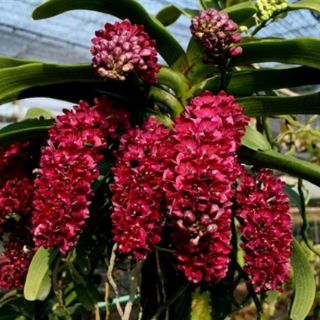 Phong lan ngọc điểm giống (đai châu - nghinh xuân)