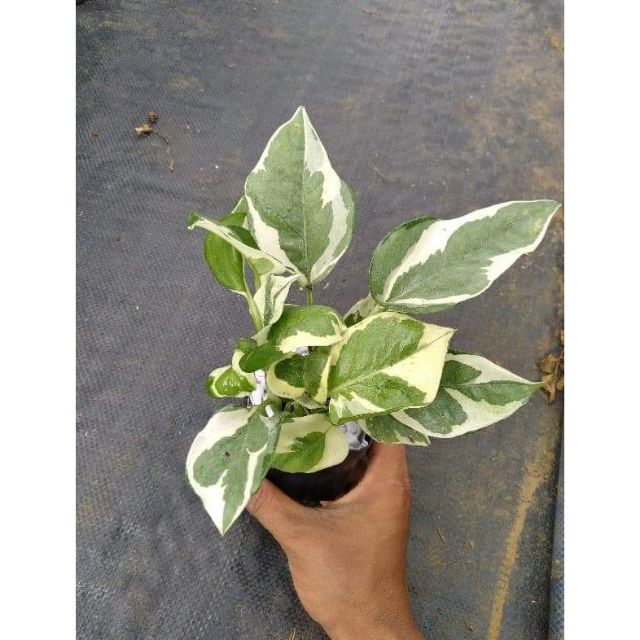 Trầu bà cẩm thạch chậu mini