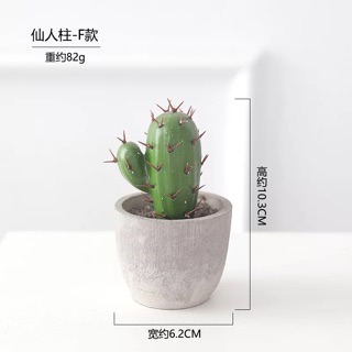 Chậu cây xương rồng mini