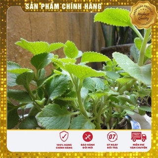 COMBO 10 gói Hạt giống rau Húng Chanh ( Rau Thơm Lùn)