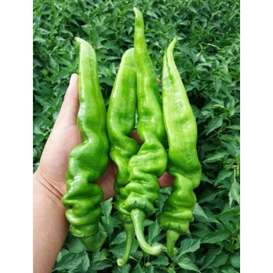 Hạt giống ớt nhăn ngọt quả dài_Ớt xanh nhăn nhập Đài Loan