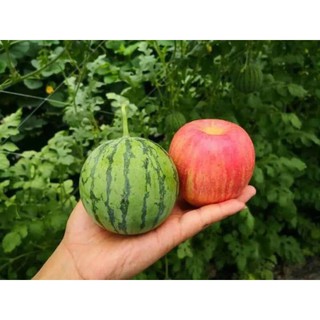 [Big Sale] 15H - Hạt giống dưa hấu Táo Hàn Quốc