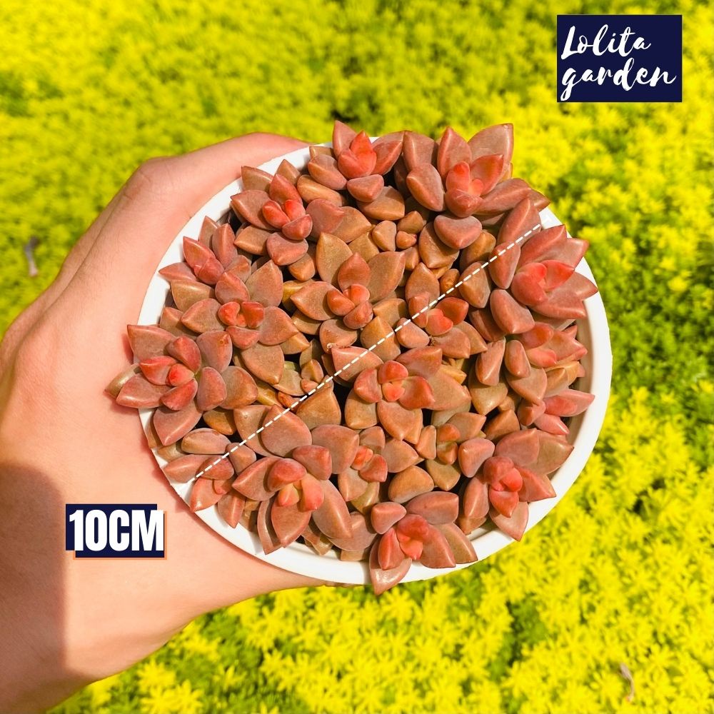 Sen đá đá nâu Đà Lạt size trung bình cây cảnh trang trí nhà cửa Lolita garden