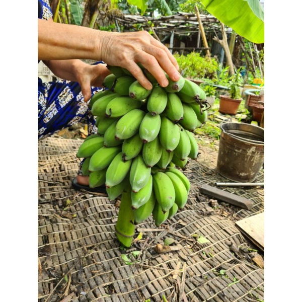 Chuối Sứ, Chuối Xiêm 1kg